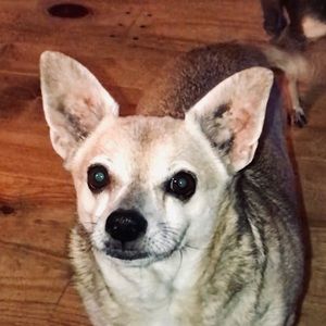 Meet your Posher, Dana